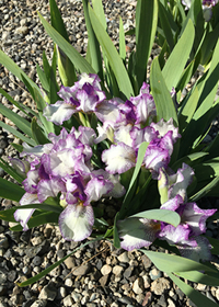 Iris pumila 'Peppermint Twist'